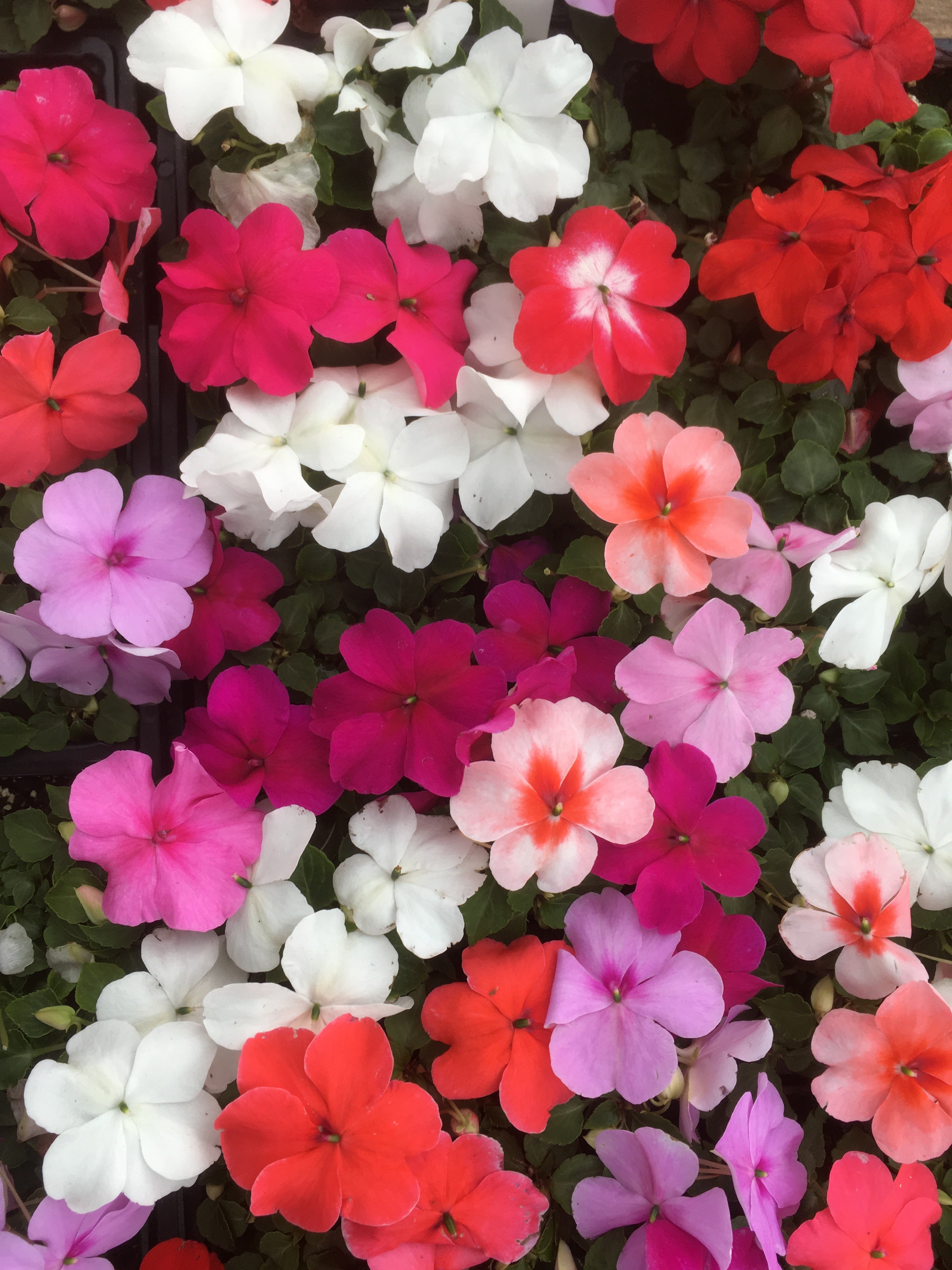 IMPATIENS MIX Horlings Plants