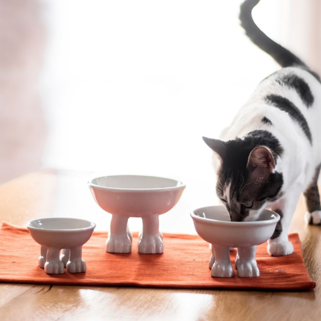 cat with bowl