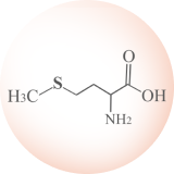 Methionin Icon