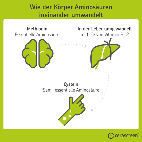 Wie der Körper Aminosäuren ineinander umwandelt