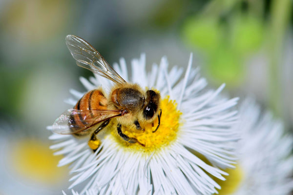 Allergia agli insetti: l'ape si posa sulle margherite