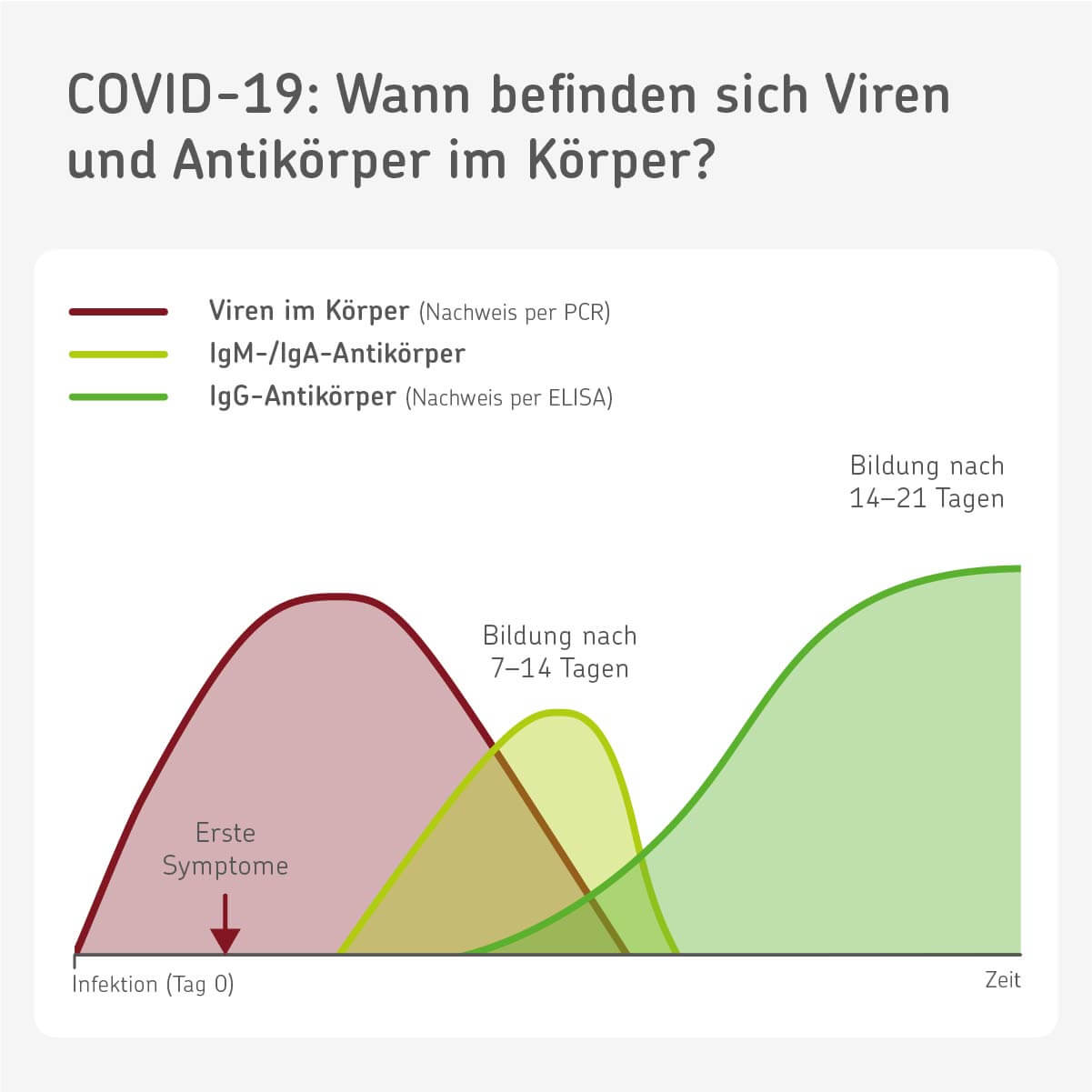 Infografik: Ab wann sind Antikörper gegen das Coronavirus aktiv?