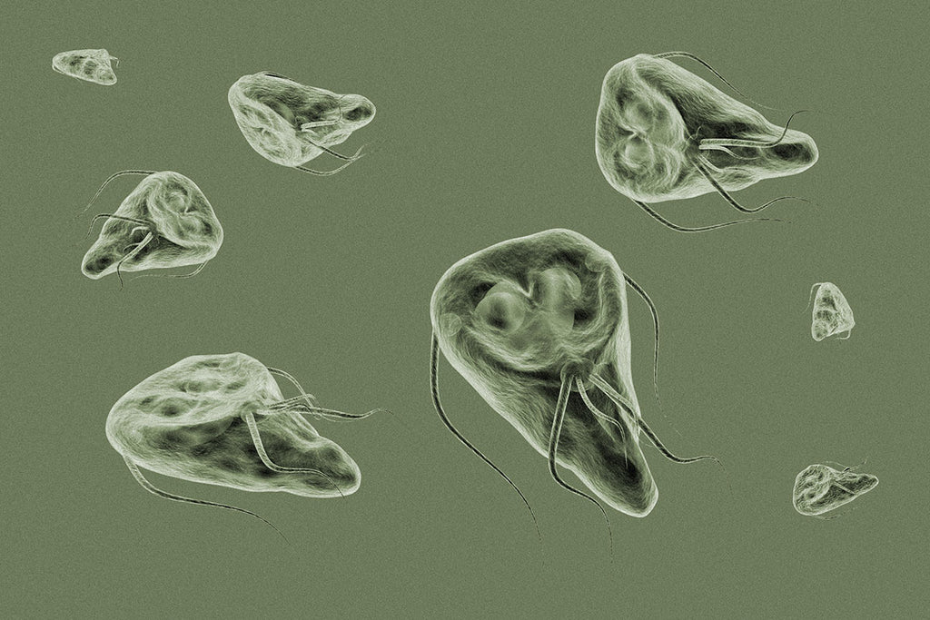 Lamblien (Giardia Lamblia), stark vergrößerte Darstellung