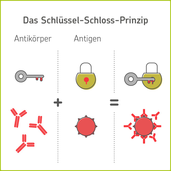Das Schlüssel-Schloss-Prinzip von Antikörpern und Antigenen