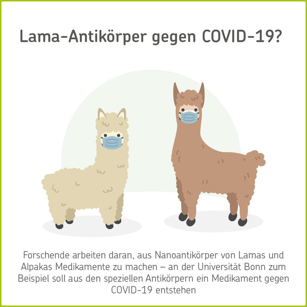 Lama-Antikörper gegen Covid-19