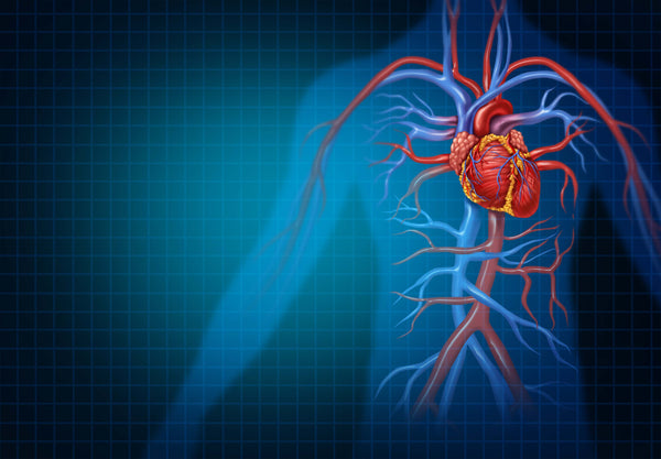 human heart and cardiovascular system