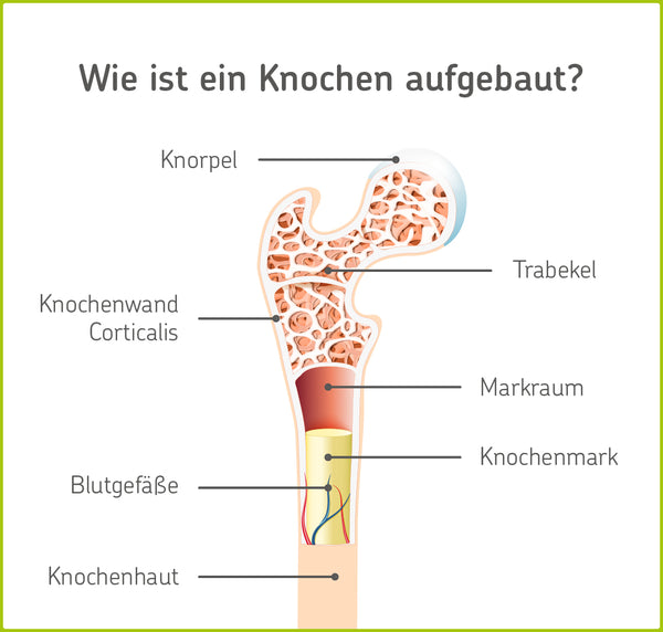 Knochen des Menschen: Aufbau und Funktion