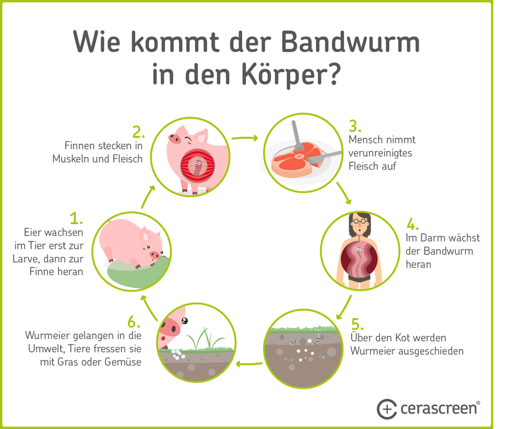 Infografik: So kommen Bandwürmer in den Körper