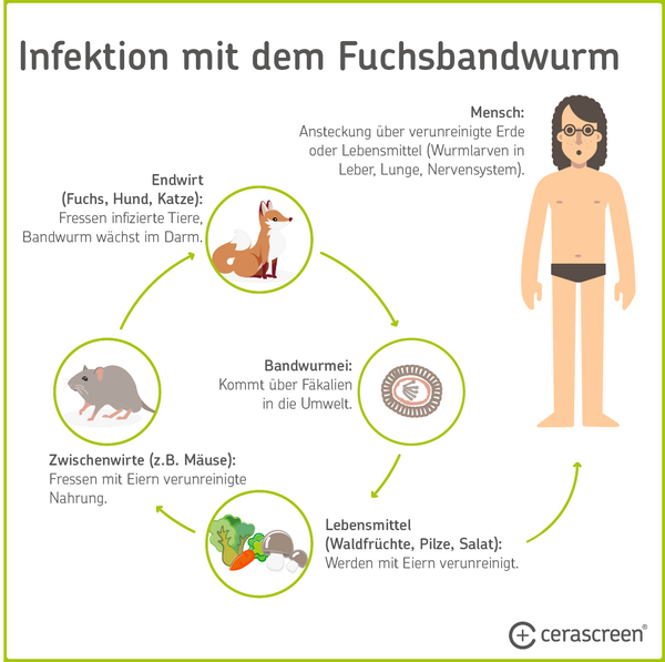 Infografik: Wie der Fuchsbandwurm in den Körper kommt