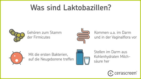 Infografiken: Eigenschaften von Laktobazillen