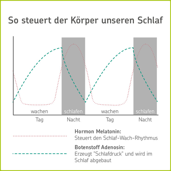 Infografik: Der Körper steuert den Schlaf mit Melatonin und Adenosin