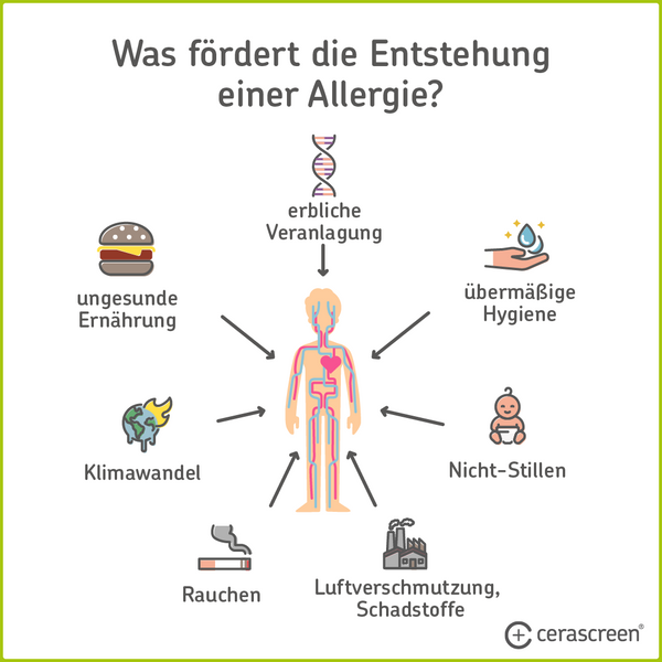 Infografik: Welche Faktoren tragen zur Entstehung einer Allergie bei?