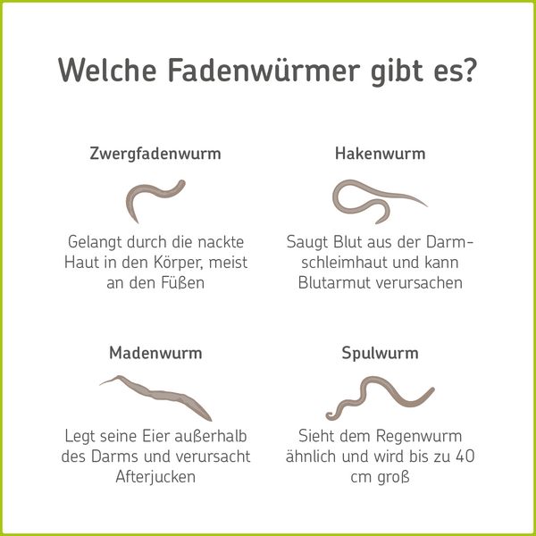 Infografik: Welche Fadenwürmer gibt es?
