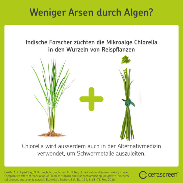 Infografik: Chlorella-Algen sollen Arsengehalt von Reispflanzen verringern