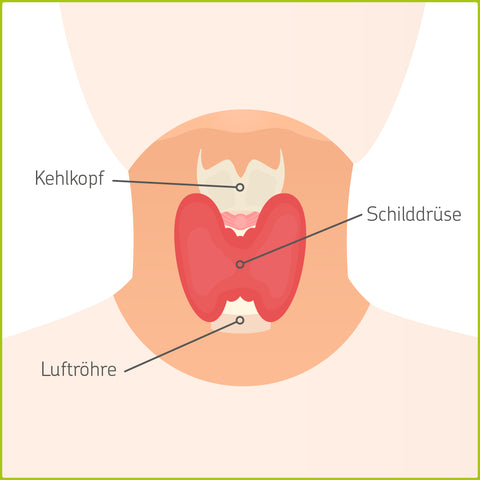 Illustration: Form und Lage der Schilddrüse im Körper