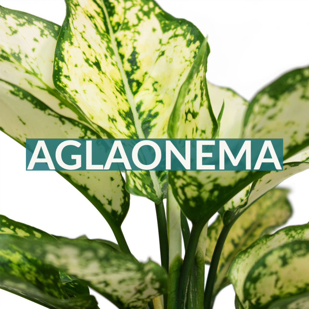 Aglaonema Collection