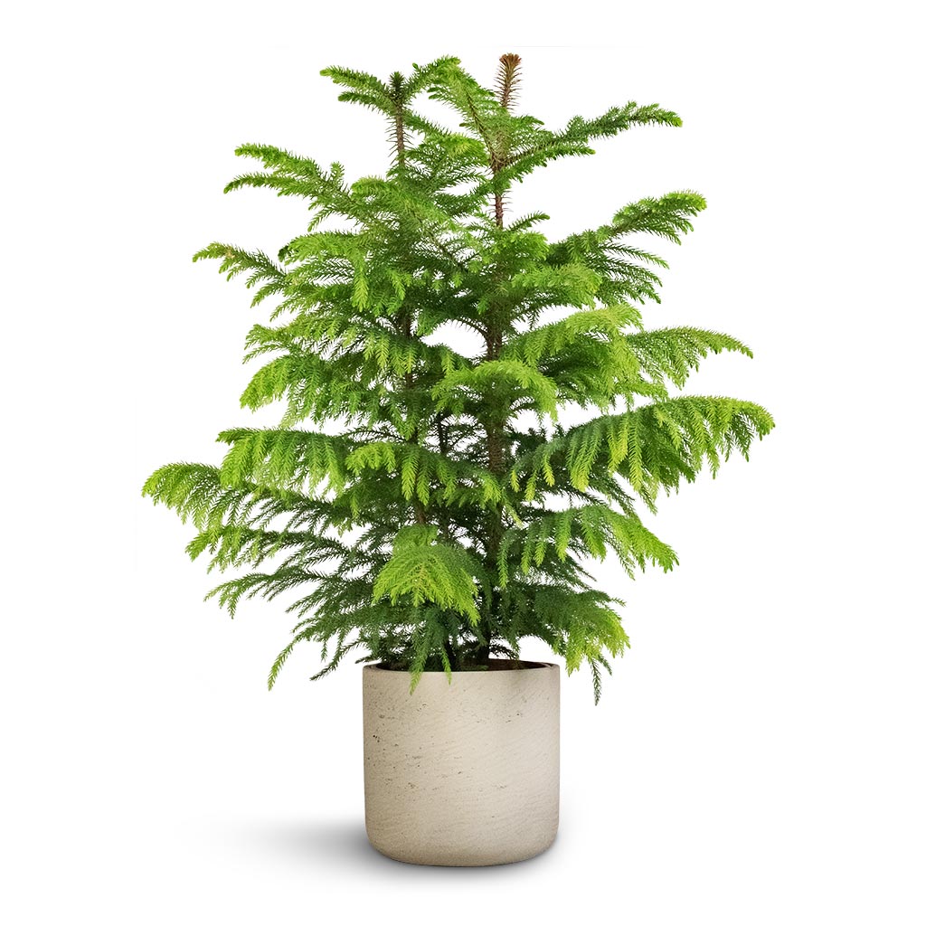 Charlie Plant Pot - Grey Washed - Quality Plant Pots | Hortology