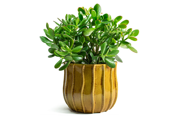 Crassula Houseplants