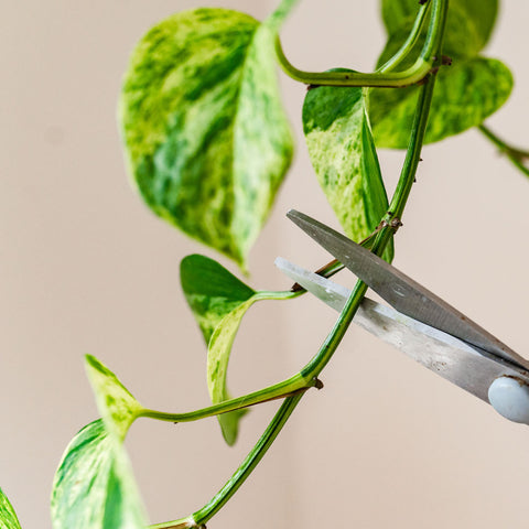 Take Cuttings of Pothos