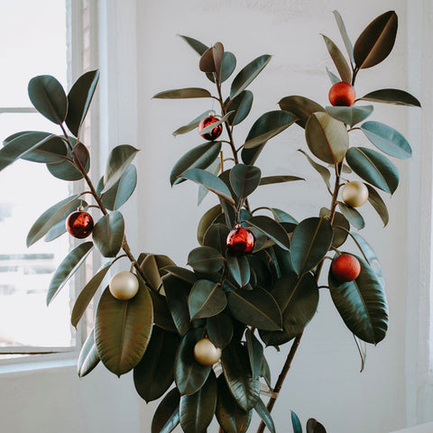 Christmas rubber plants