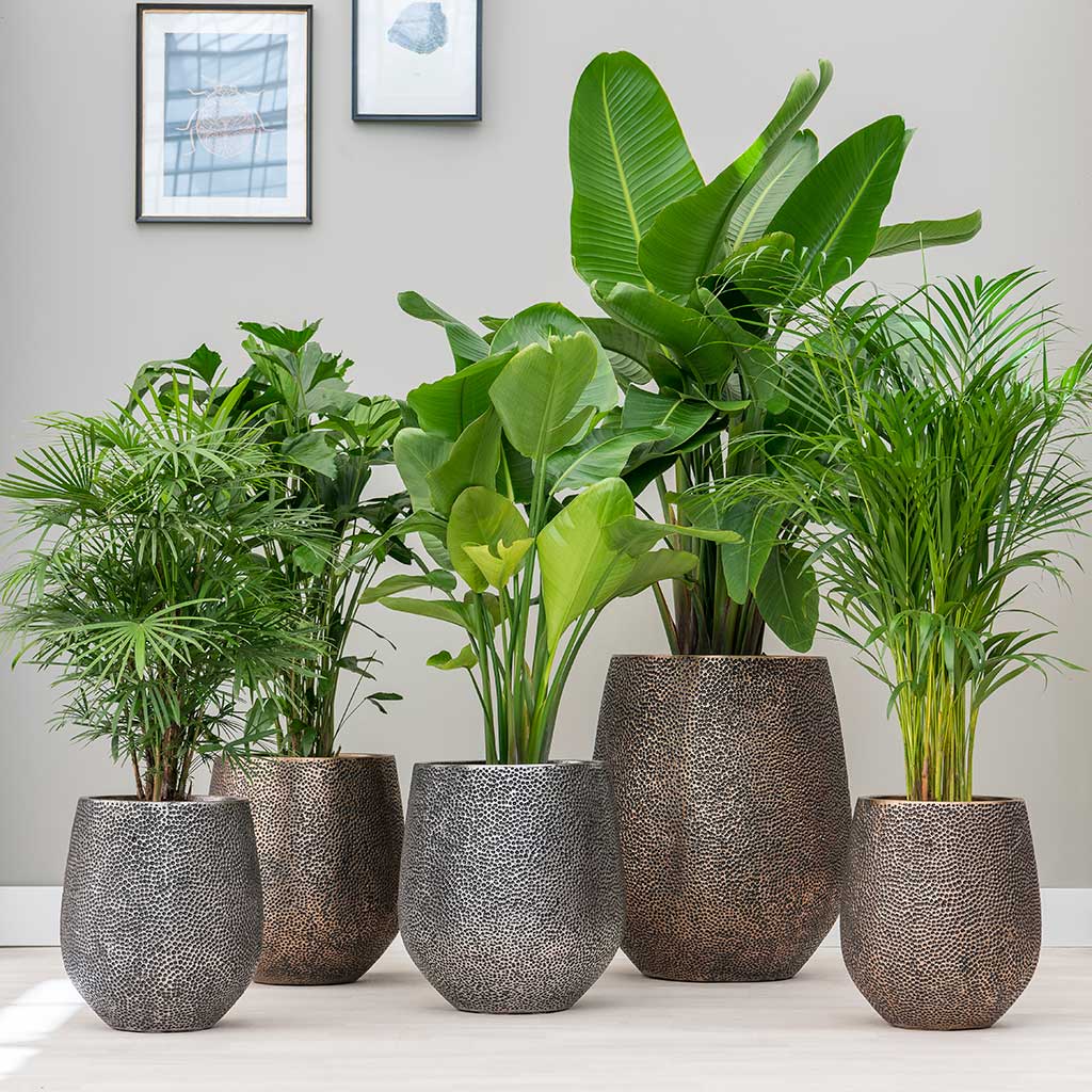 Opus Large Indoor Plant Pots