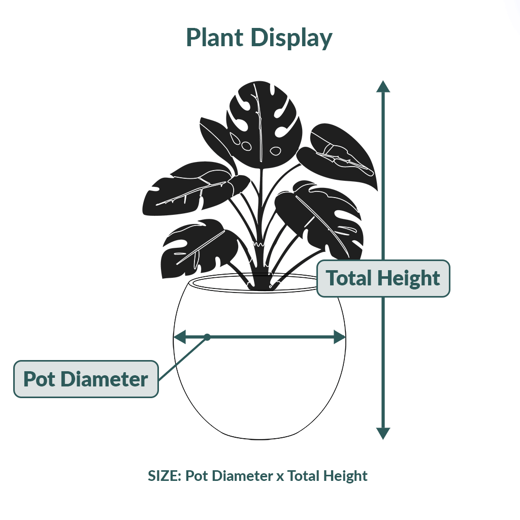 Size Guide For Plant Displays