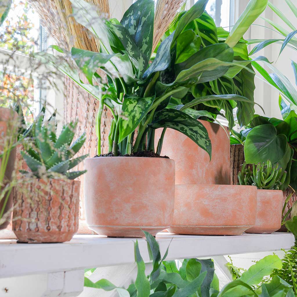 Terracotta Plant Pots