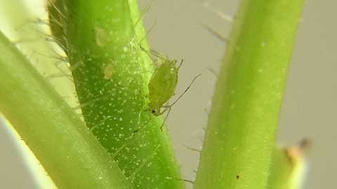 Houseplant Aphids