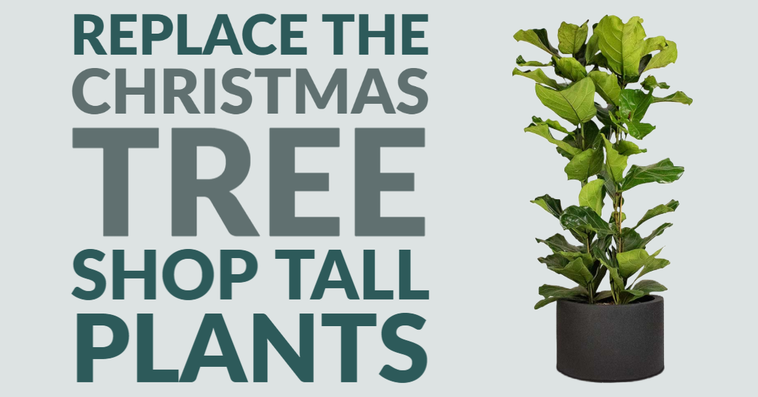 Large & Tall Houseplants