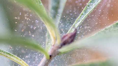 Houseplant Spider Mites
