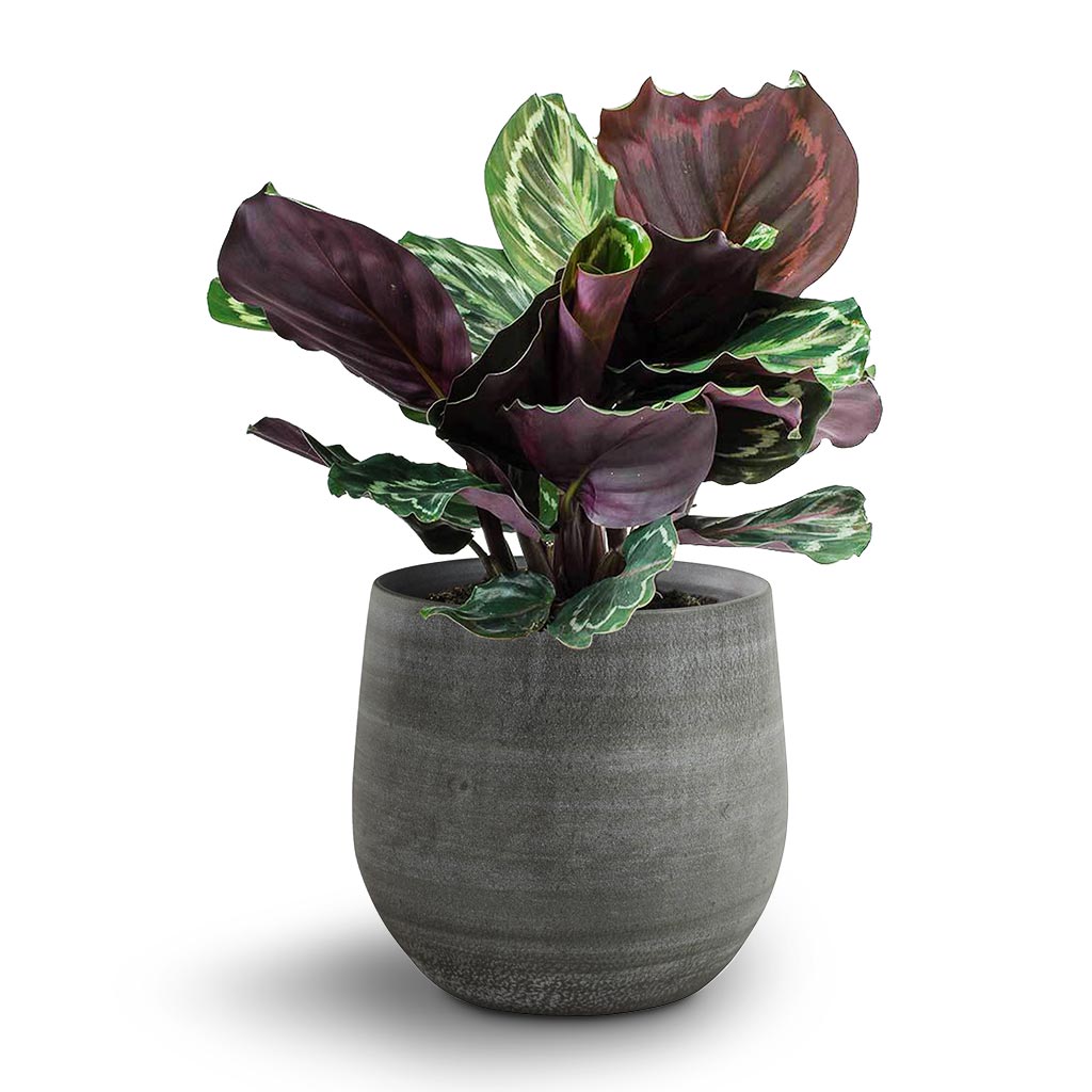 Esra Plant Pot - Mystic Grey - Quality Indoor Plant Pots - Hortology