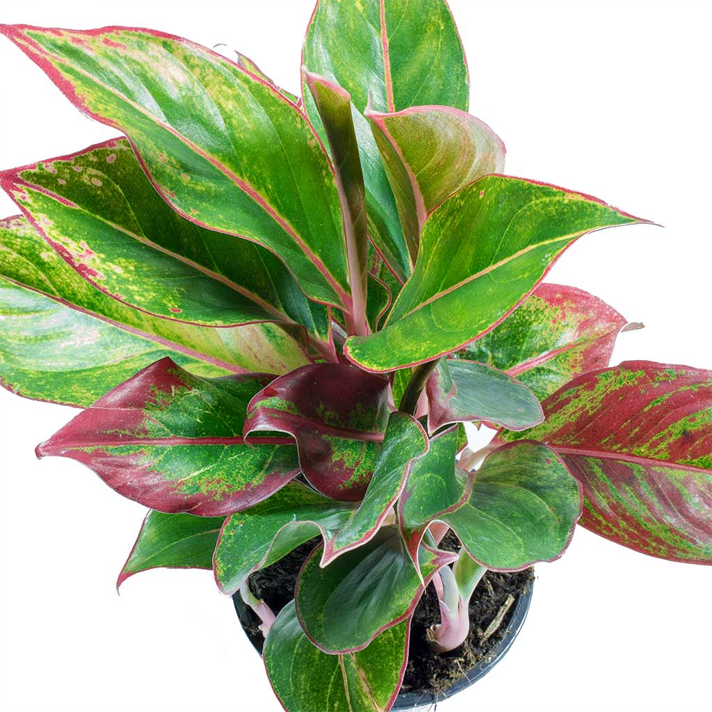  Aglaonema Chinese Evergreen Houseplants Hortology co 