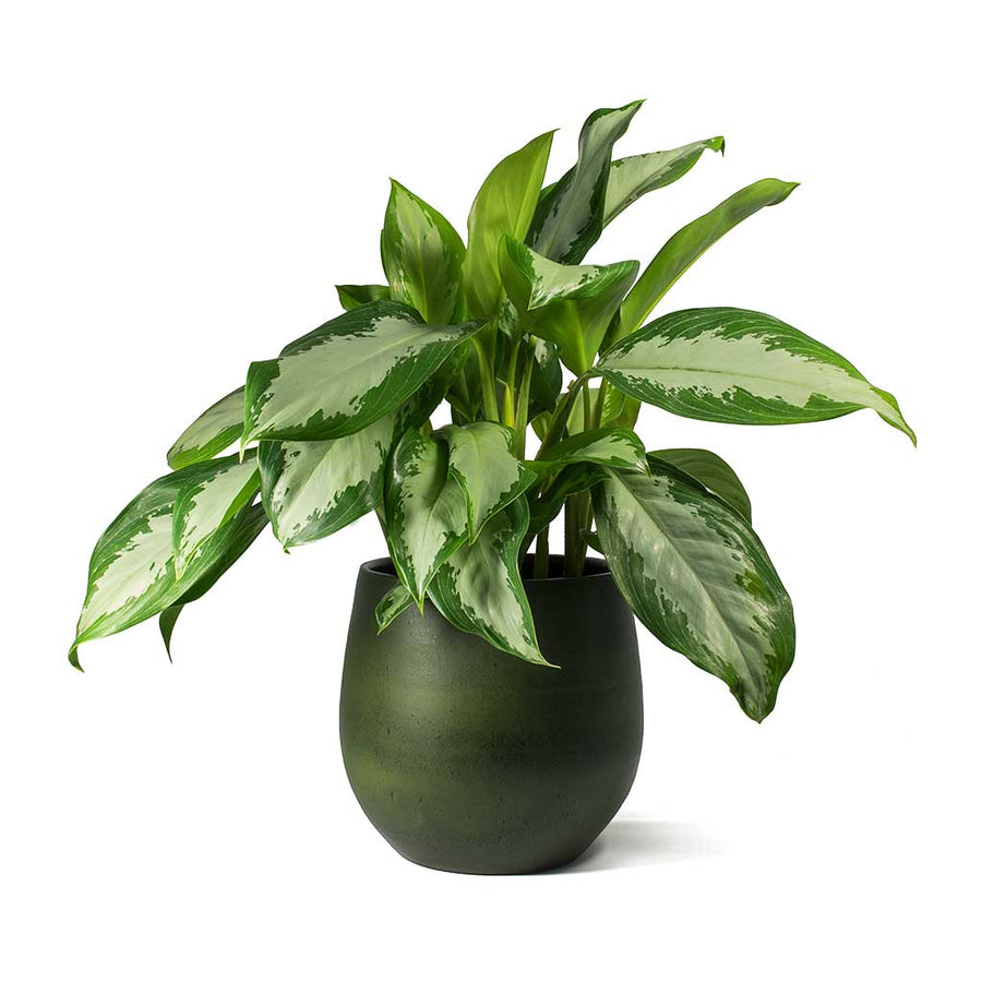  Indoor  Plant  Pots  Quality Indoor  Plant  Pots  Hortology