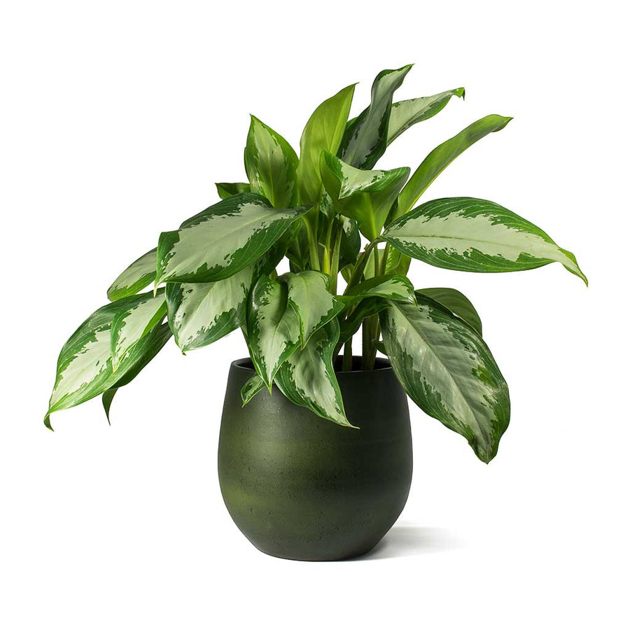 Blue Green  Indoor  Plant  Pots Quality Plant  Pots 