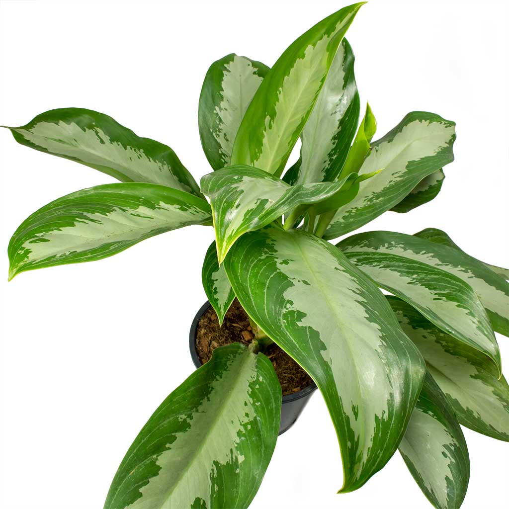  Aglaonema Diamond Bay  Chinese Evergreen Hortology