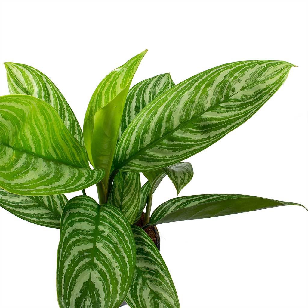  Aglaonema  Stripes Chinese Evergreen House Plants Hortology