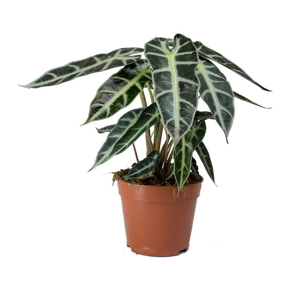 Alocasia Bambino Arrow House Plants Compact Jewel Alocasia Hortology