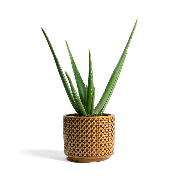 Aloe vera Succulents - Purify Your Air - Hortology