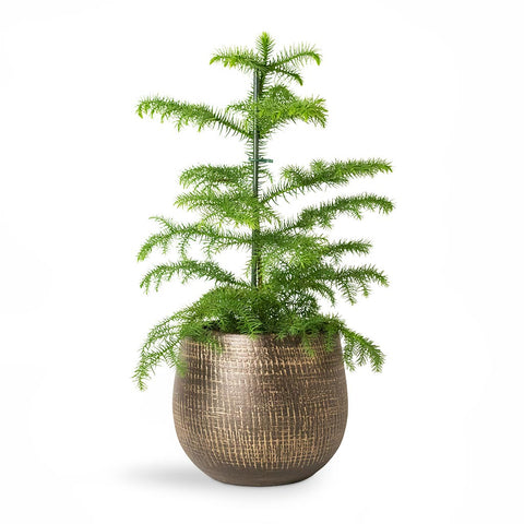 Araucaria heterophylla - Norfolk Island Pine