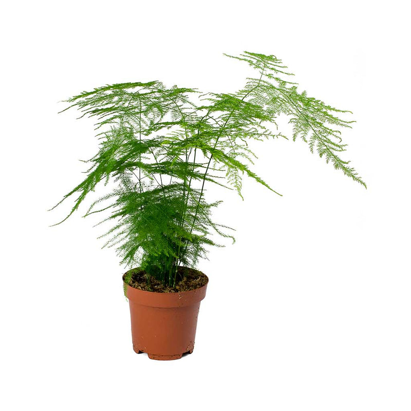 Asparagus setaceus - Lace Fern House Plants - Hortology