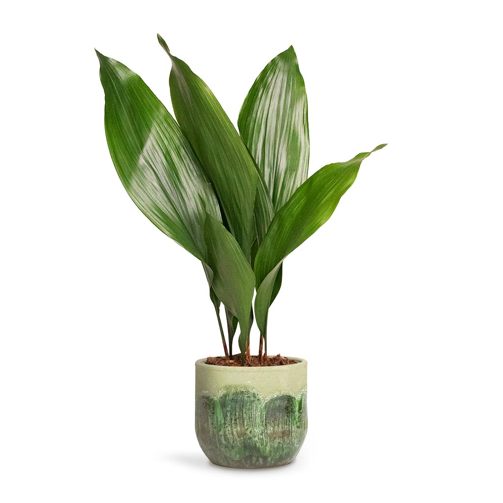 Aspidistra Houseplant