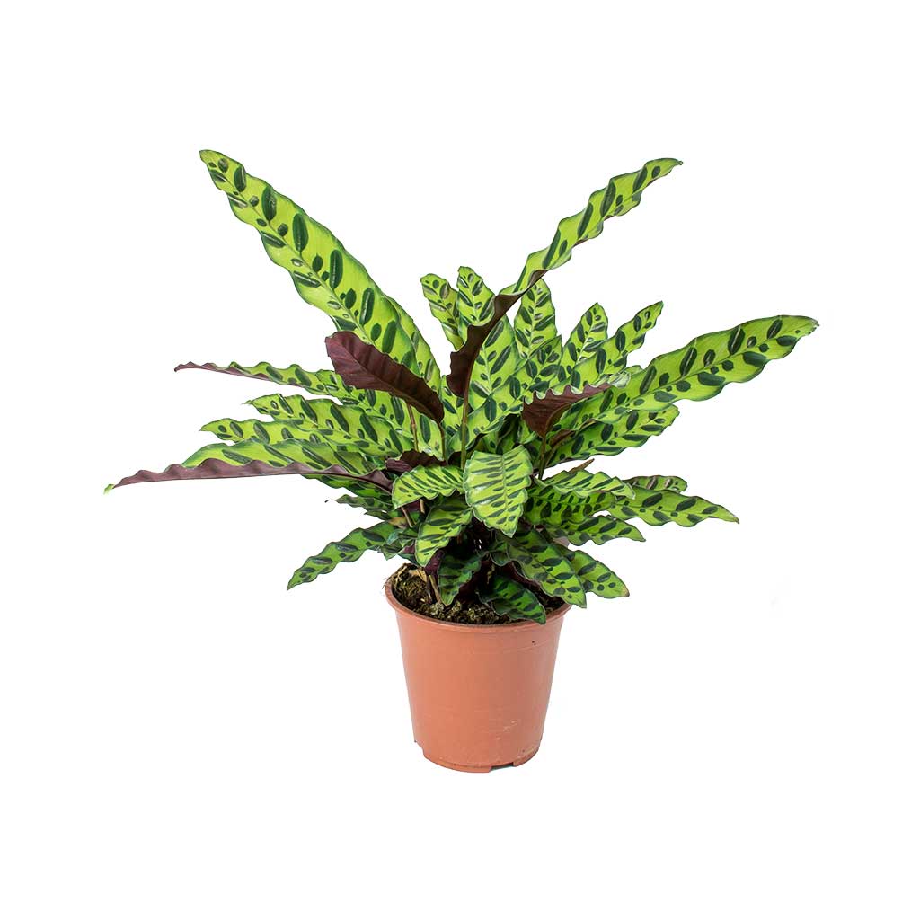 Calathea-lancifolia-Rattlesnake-Plant-75cm.jpg?v=1543258387.png
