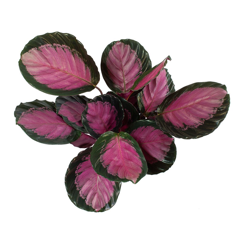  Calathea  picturata Crimson  Hortology co uk