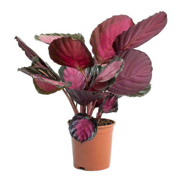  Calathea  picturata Crimson  Hortology co uk