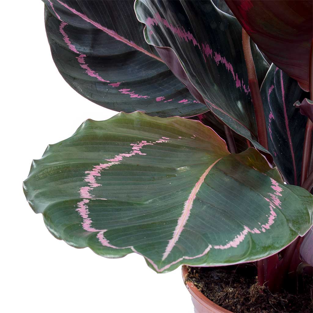  Calathea  roseopicta Dottie Rose Painted Calathea  Hortology