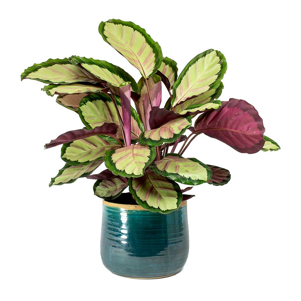 Калатея розеопикта Calathea roseopicta