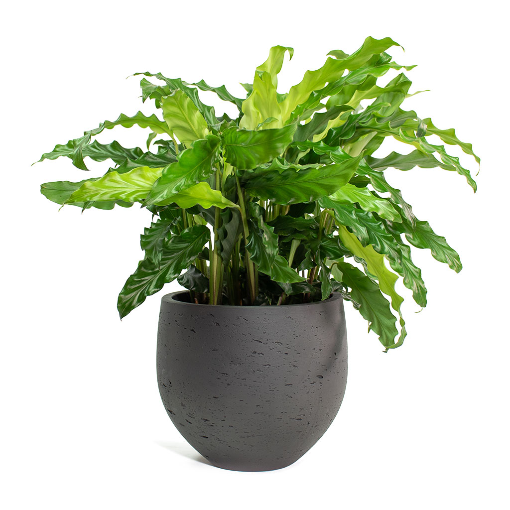 Mini Orb Plant Pot - Black Washed - Quality Plant Pots | Hortology