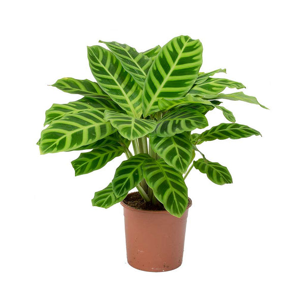 Calathea Zebrina House Plant Zebra Plant Hortology