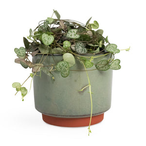 Malibu Plant Pot - Green - Quality Indoor Plant Pots | Hortology
