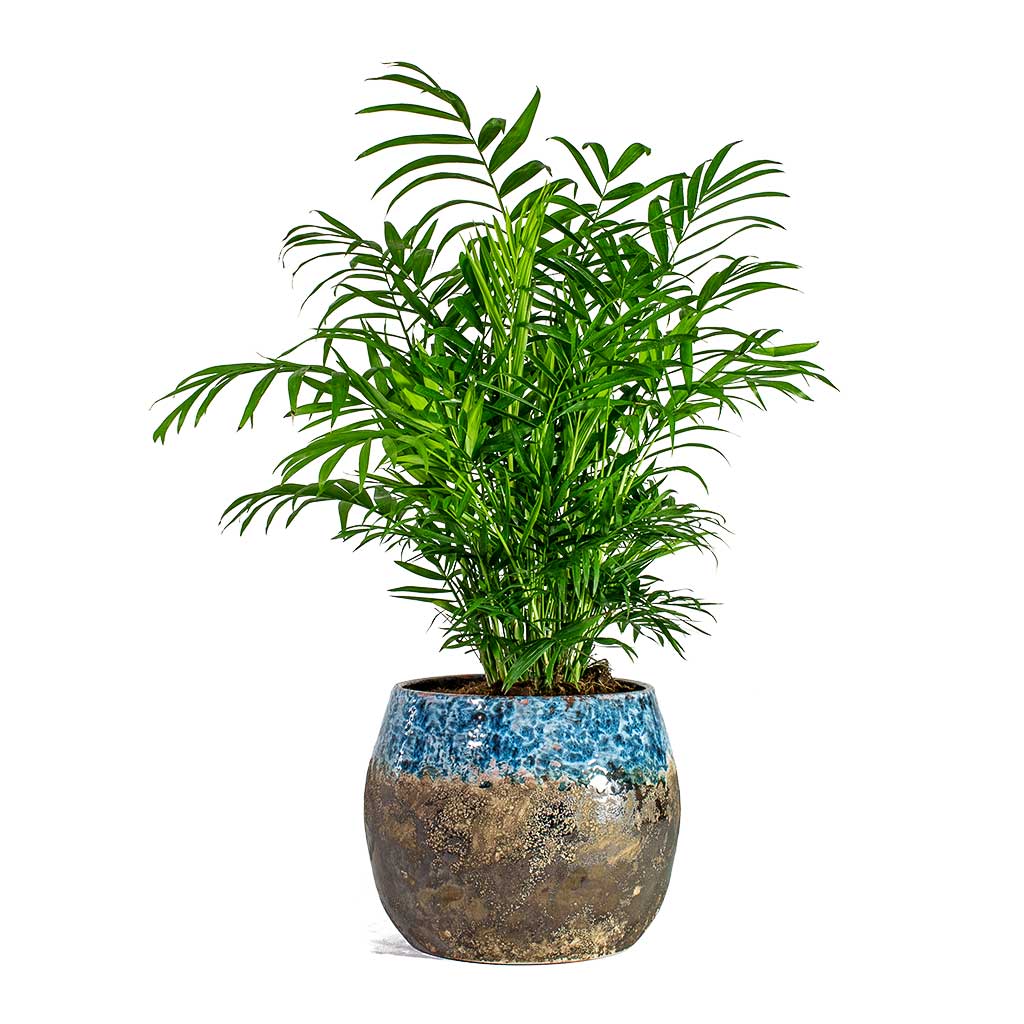 Parlour Palm Houseplant in Saray Plant Pot